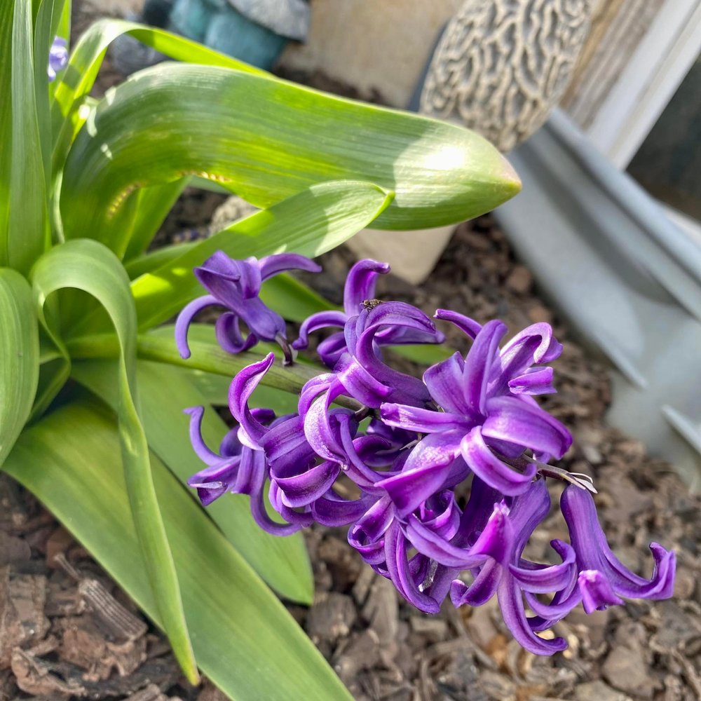 Meet your Posher, Simona